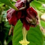 Drymonia coccinea Floare