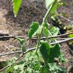 Hibiscus vitifolius Hoja