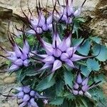 Physoplexis comosa 花