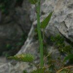 Crambe hispanica ഇല