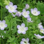 Nemophila phacelioides Цвят