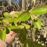 Ligustrum ovalifoliumLeaf