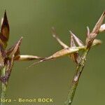 Carex pyrenaica Frutto