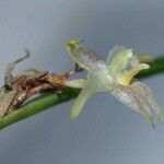 Myoxanthus sotoanus Otro