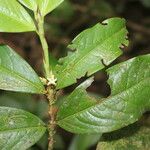 Erythroxylum macrophyllum Feuille