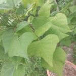 Erythrina caffra Hoja
