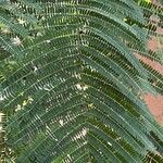 Delonix regia Leaf