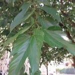 Morus indica Blatt