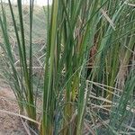 Typha angustifolia Feuille