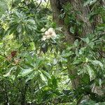 Cordia alliodora Otro