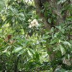 Cordia alliodora অন্যান্য