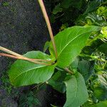 Silphium perfoliatum Blad