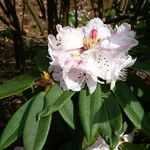 Rhododendron pachytrichum Λουλούδι