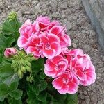 Pelargonium inquinansFlower