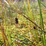 Carex limosa Hedelmä