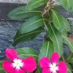 Catharanthus roseus 花