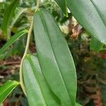 Marcgravia coriacea ഇല