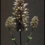 Agastache urticifolia Цветок