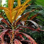 Codiaeum variegatum Leaf