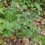 Dasistoma macrophylla Leaf