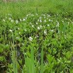 Menyanthes trifoliata Elinympäristö