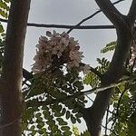 Cassia javanica Кветка
