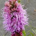 Liatris pycnostachya Flower