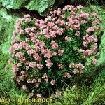 Armeria malinvaudii Hábitos