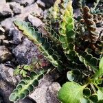 Asplenium ceterachЛисток