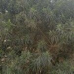 Thevetia neriifolia Hábito