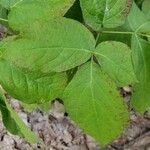 Aralia nudicaulis List