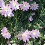 Alcea pallida Цветок