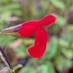 Salvia blepharophylla Kukka