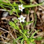 Thesium alpinum Elinympäristö