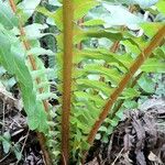 Blechnum brasiliense Кора