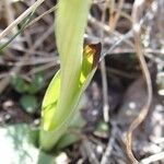 Ophrys provincialis Blatt