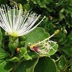 Maerua angolensis 花
