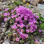 Saxifraga oppositifolia Flor