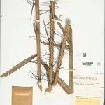 Bactris acanthocarpoides Cortiza