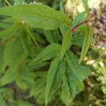 Eupatorium cannabinum Leaf