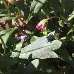 Senecio elegans برگ