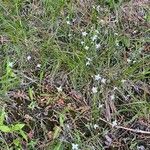 Houstonia caerulea 花