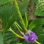 Stachytarpheta jamaicensis Plante entière