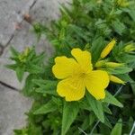 Oenothera fruticosaÇiçek