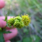 Sanicula crassicaulis Fleur