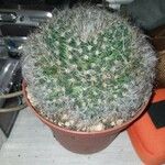 Mammillaria hahnianaDeilen