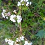 Ageratina riparia Кветка