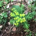 Euphorbia cyparissiasFlower