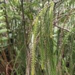 Dacrydium cupressinum Folla