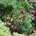 Crinodendron hookerianum Φύλλο